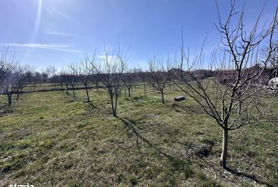 Teren de 600 mp, în Mischii - 3