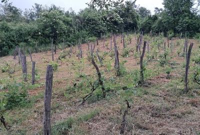 Casă cu Teren 2500 Mp în Gura Văii