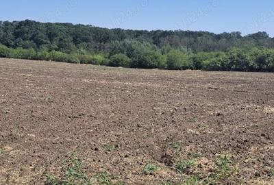 Teren de 5000 mp, în Bujoreni - 3