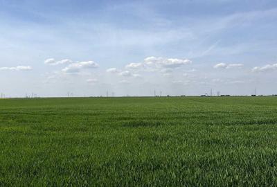 Teren de 7000 mp, în Glina - 2