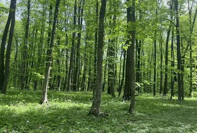 Teren extravilan de 7100 mp, în Bârnova - 2