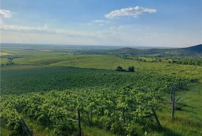 Teren de 185000 mp, în Șiria - 6