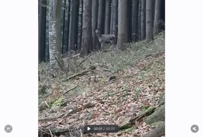Teren de 1300000 mp, în Vama Buzăului