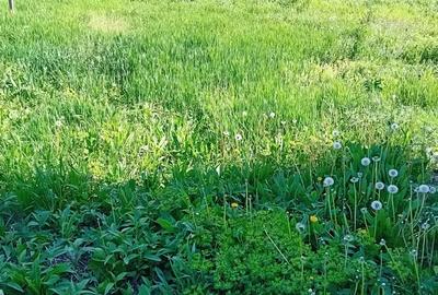 Teren de 1000 mp, în Căianu - 4