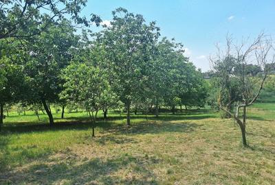 Casă cu Teren 5095 Mp în Călacea - 3