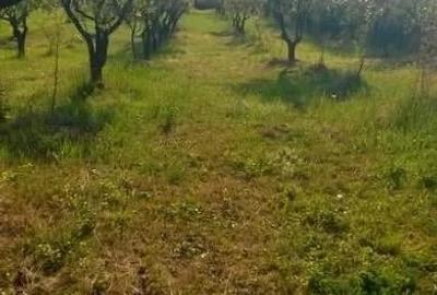 Teren de 6200 mp, în Central