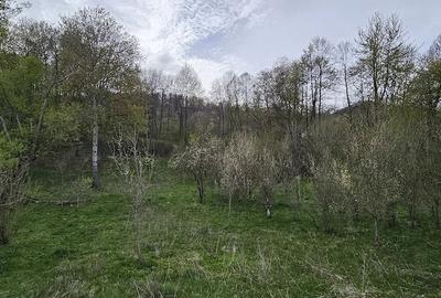 Teren de 3320 mp, în Provița de Sus