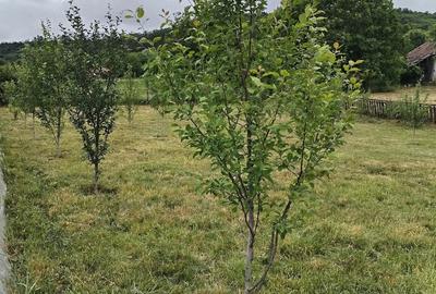 Casă cu 2 camere cu Teren 6000 Mp în Lechincioara - 7