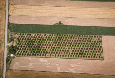Teren agricol extravilan de 25000 mp, în Macea - 8