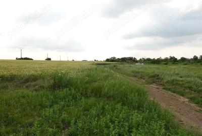 Teren de 10100 mp, în Tâncăbești - 9