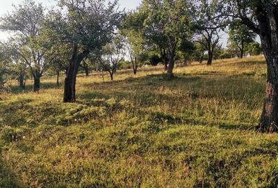 Teren de 2700 mp, în Dobreni - 3