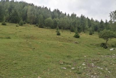 Teren Construcții intravilan de 10000 mp, în Muntele Rece - 2