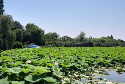 Casă cu 7 camere cu Garaj în Snagov - 4