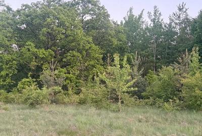 Teren de 4647 mp, în Cozia