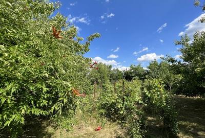Casă individuală cu 3 camere cu Piscina în Crevedia - 42