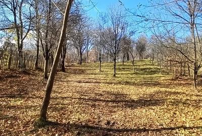 Teren de 3239 mp, în Șotrile - 7
