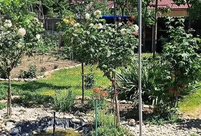 Casă cu 3 camere cu Teren 900 Mp în Dimieni - 2