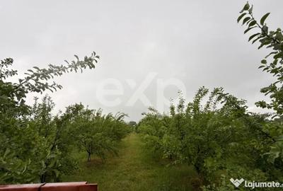 Casă cu 3 camere cu Teren 2857 Mp în Buzoești - 10