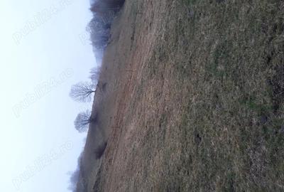 Teren de 11606 mp, în Vișagu - 3