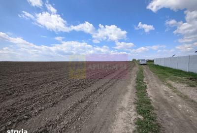 Teren de 3000 mp, în Cernica - 4