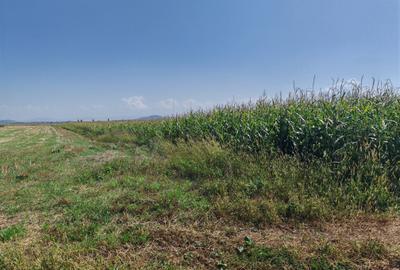 Teren agricol intravilan de 35000 mp, în Hălchiu - 1