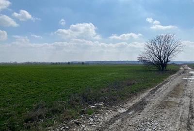 Teren Construcții intravilan de 2909 mp, în Gruiu - 1