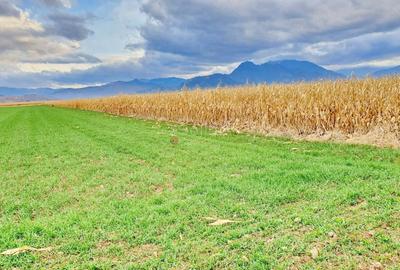 Teren agricol extravilan de 8400 mp, în Tărlungeni - 4