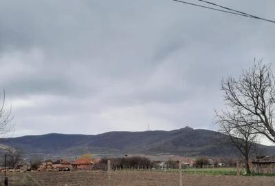 Teren de 1405 mp, în Șiria