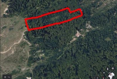 Teren extravilan de 5000 mp, în Șotrile - 5