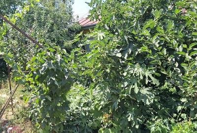 Casă cu 3 camere cu Teren 1000 Mp în Exterior Vest