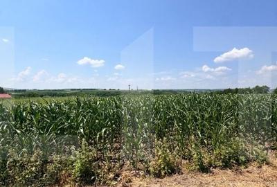 Teren de 5000 mp, în Leorda - 1