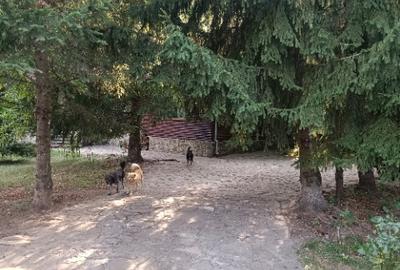 Casă cu 5 camere cu Teren 6500 Mp în Izvoarele