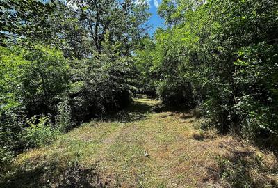 Teren de 6857 mp, în Bujoreni - 4