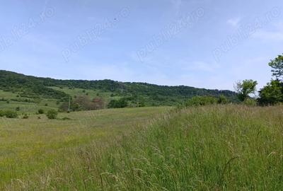 Teren de 30000 mp, în Saschiz - 3
