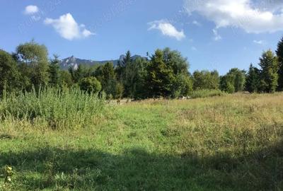 Teren de 10000 mp, în Ceahlău - 2