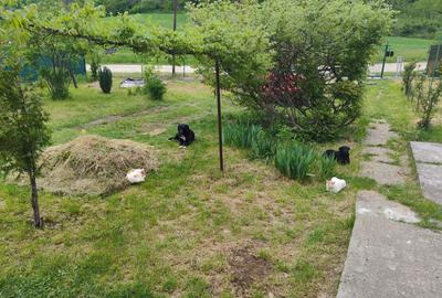 Casă cu 2 camere cu Teren 2000 Mp în Dincani - 1