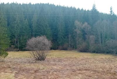 Teren de 5000 mp, în Poiana Horea - 1