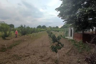 Casă cu 5 camere cu Teren 2500 Mp în Central - 14