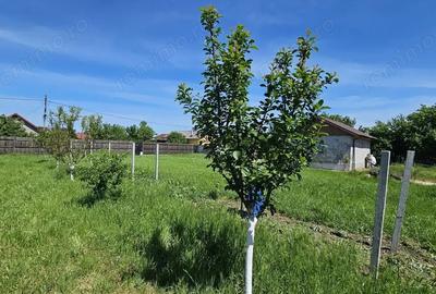 Teren de 29.7 mp, în Dumbrava - 16