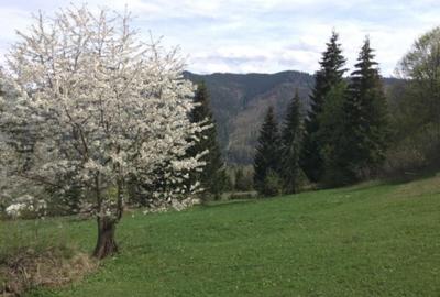 Casă cu 3 camere în Brodina - 5