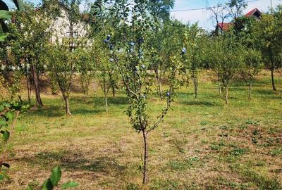 Teren Cornu de Jos intravilan, retras ,cu intimitate , doar 2 case pe straduta - 2
