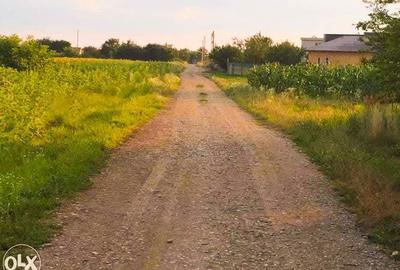 Teren intravilan de vanzare Ciofliceni | Ghermanesti | Snagov - 3