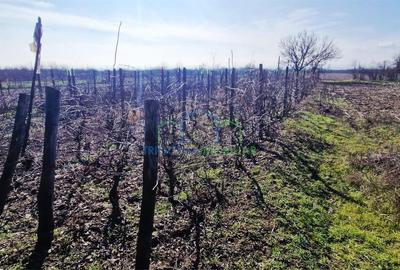 Casă cu 3 camere cu Canalizare în Brădești - 6