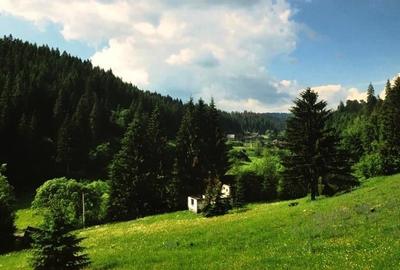 Teren intravilan si padure de brad 34.000 mp Varsag, Harghita - 6