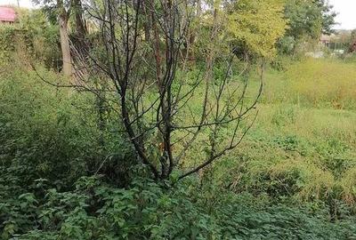 Casă cu 2 camere cu Teren 30000 Mp în Calna - 2