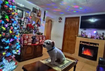 Casă cu 4 camere cu Teren 277 Mp în Girocului - 3