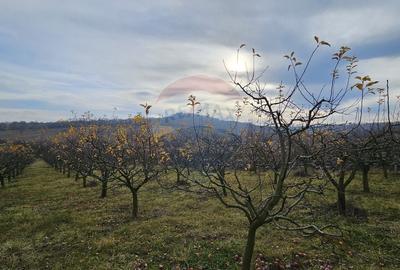 Teren extravilan 10,791mp Falticeni / Strada DJ209A, Opriseni - 9