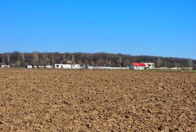 Teren intravilan 13175mp utilitati Ciolpani Strada Alunisului - Padurea Snagov - 8