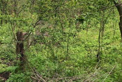 Magurele, teren, zona Cargus, 34 mp deschidere, 30 euro mp, ocazie! - 4