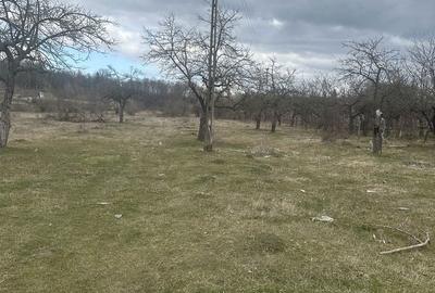 Teren de 4400 mp, în Voila - 3